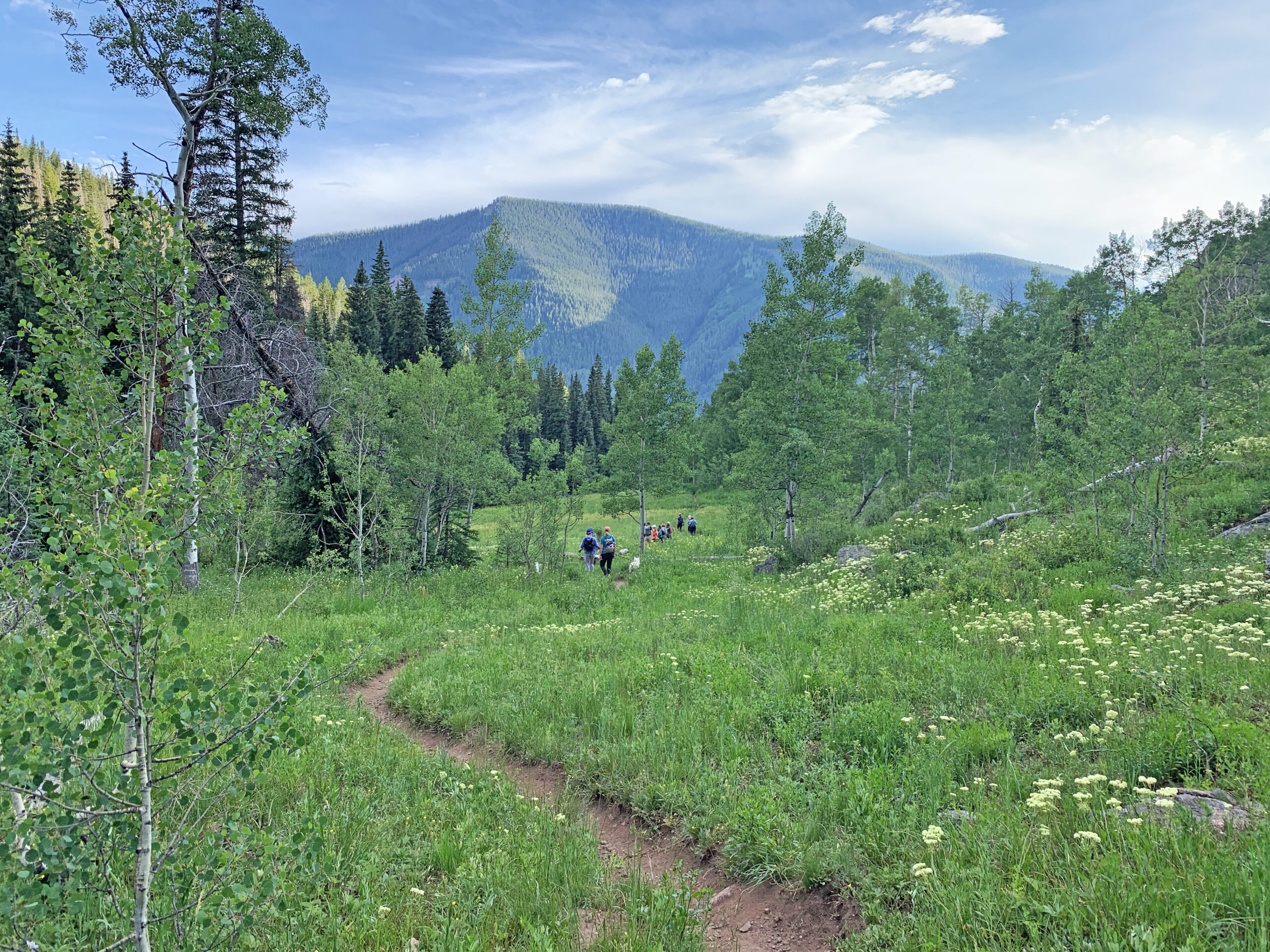 VVMTA trail crew working in Eagle County wilderness to support fire mitigation and trail stewardship