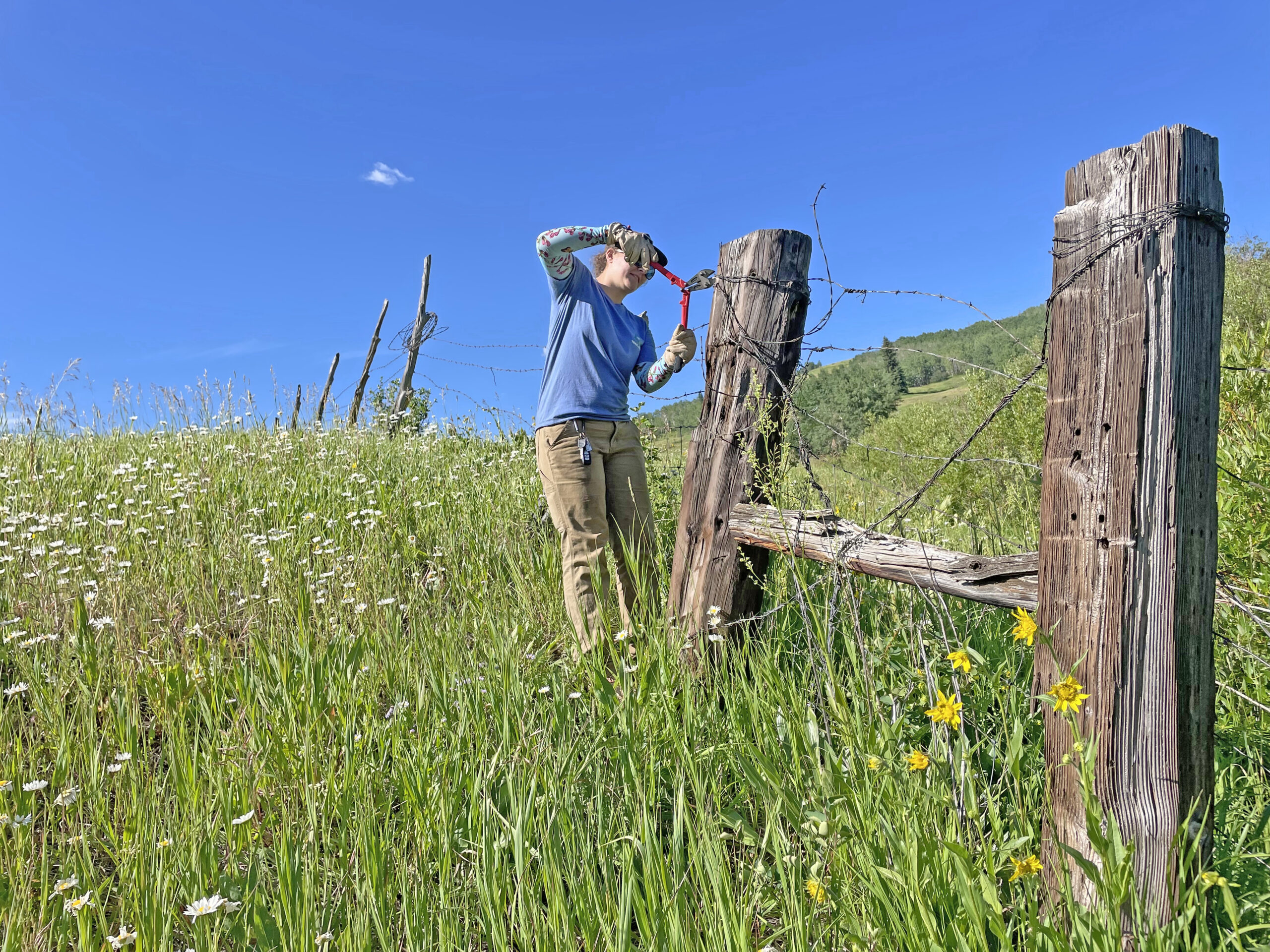 VVMTA crew member removing old barbed wire fencing on Meadow Mountain