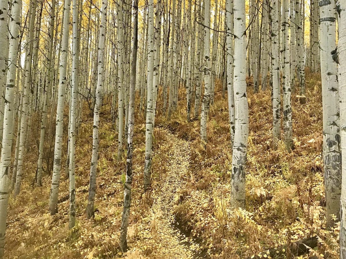 Fall Yellow Aspens