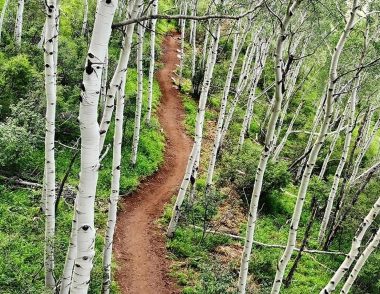 McGill-Trails_gb